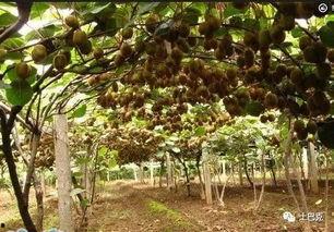 猕猴桃剪枝技术视频,猕猴桃高效剪枝技巧解析