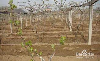 猕猴桃剪枝技术视频,猕猴桃高效剪枝技巧解析