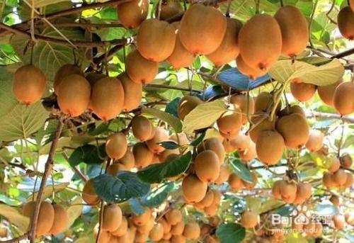 猕猴桃剪枝技术视频,猕猴桃高效剪枝技巧解析